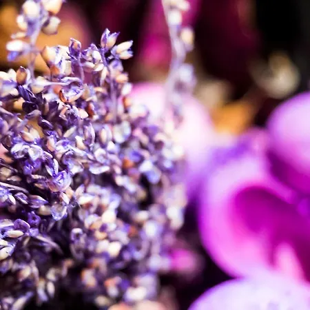 Barka 칼바리아 제브르지도브스카