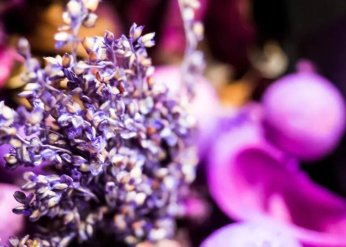 巴尔卡酒店 卡尔瓦里亚-泽布日多夫斯卡