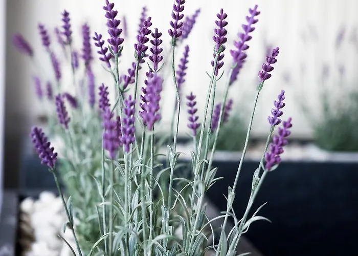 巴尔卡酒店 酒店